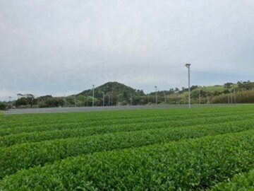 有限会社東製茶-8