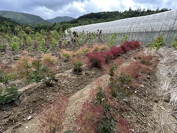 徳島県神山町×造園・種苗/法人【38172】-1
