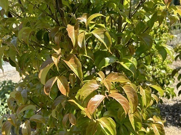 徳島県神山町×造園・種苗/法人【38172】-2