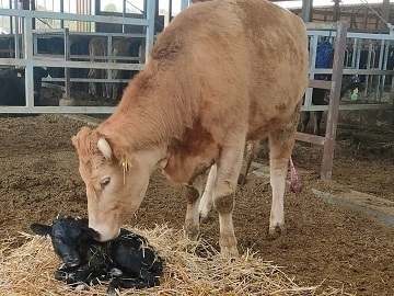 株式会社神戸井相田牧場-2