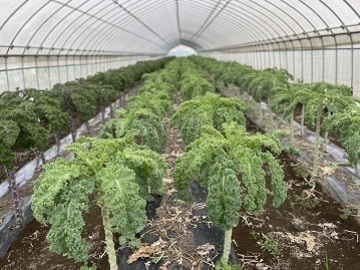 エコファーム・三須【パートスタッフ】-2