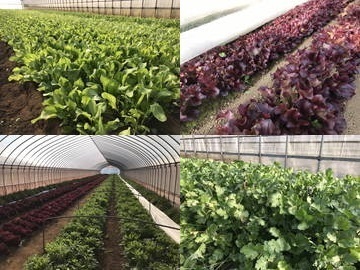 エコファーム・三須【パートスタッフ】-8