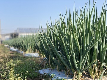 株式会社村瀬農産-5