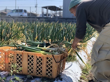 株式会社村瀬農産-4