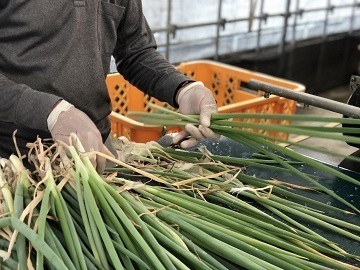 株式会社村瀬農産-3