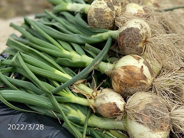 株式会社棚久(Vege TanaQ)-5