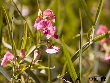 栃木県上三川町×花/法人【38446】-1