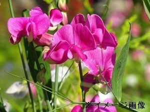 栃木県上三川町×花/法人【38446】-top