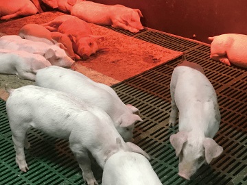 有限会社細川農興-3