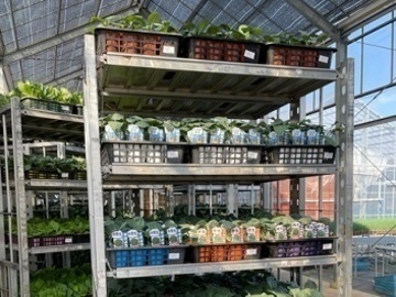 野菜苗の落合-6