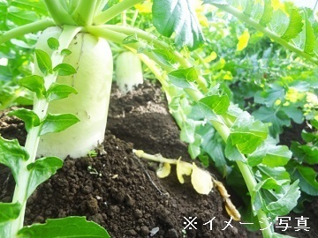 愛知県南知多町×露地野菜/法人【38539】-1