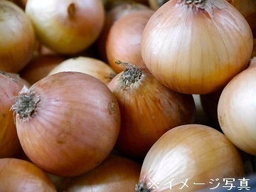 愛知県南知多町×露地野菜/法人【38539】-2
