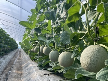 とみおか農園【パート】-top