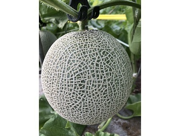 とみおか農園【パート】-4