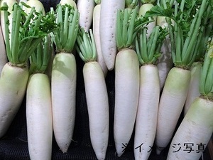千葉県旭市×野菜/法人【38547】-top