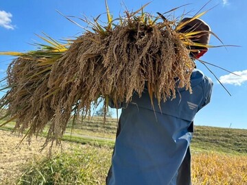 有限会社古代米浦部農園-6
