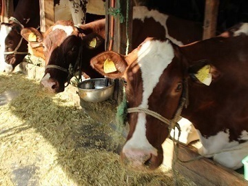 有限会社弁天牧場-7