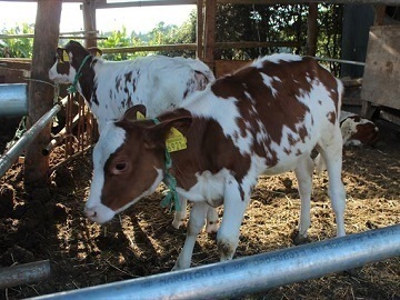 有限会社弁天牧場-6