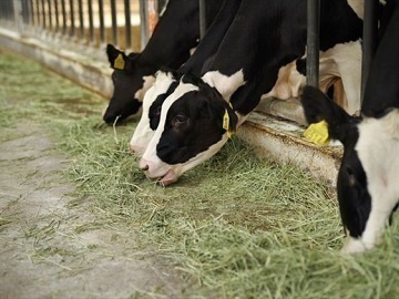 有限会社弁天牧場-2