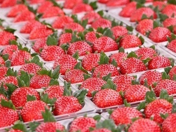 株式会社カジュレア-2