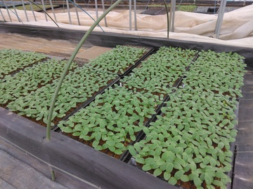 有限会社松村園芸-5