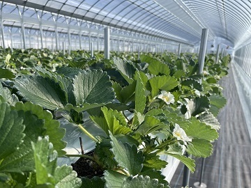 株式会社カジュレア-3