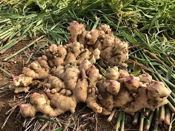 有限会社山新田青果-4