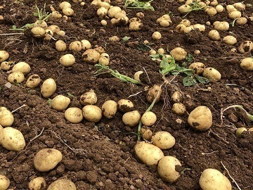 有限会社山新田青果-5