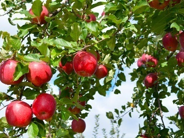 有限会社せいの農園-2