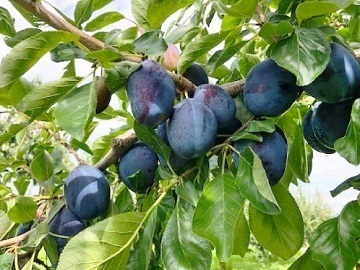 有限会社せいの農園-3